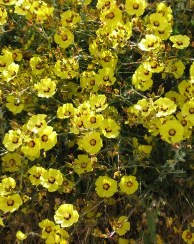 Fotografia de capa Halimium ocymoides - do Jardim Botânico