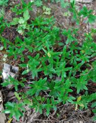 Helianthemum asperum