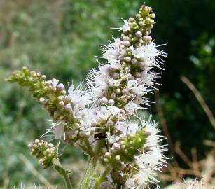 Fotografia da espécie Mentha suaveolens