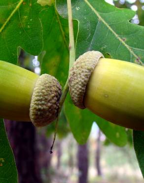 Fotografia 1 da espécie Quercus robur no Jardim Botânico UTAD