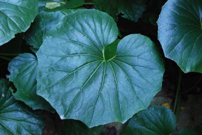 Fotografia da espécie Farfugium japonicum