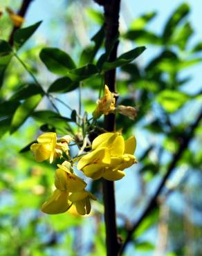 Fotografia 4 da espécie Laburnum x watereri no Jardim Botânico UTAD