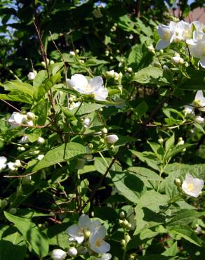 Fotografia 3 da espécie Philadelphus coronarius no Jardim Botânico UTAD