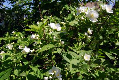 Fotografia da espécie Philadelphus coronarius