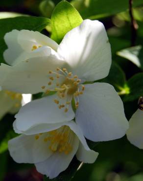 Fotografia 4 da espécie Philadelphus coronarius no Jardim Botânico UTAD