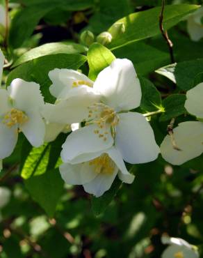 Fotografia 5 da espécie Philadelphus coronarius no Jardim Botânico UTAD