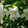 Fotografia 5 da espécie Philadelphus coronarius do Jardim Botânico UTAD