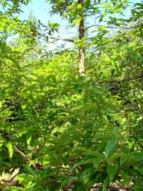 Fotografia da espécie Quercus castaneifolia