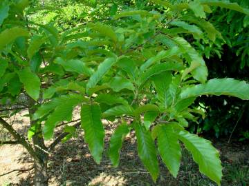 Fotografia da espécie Quercus castaneifolia