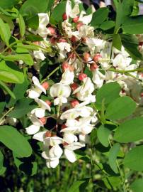 Fotografia da espécie Robinia pseudoacacia
