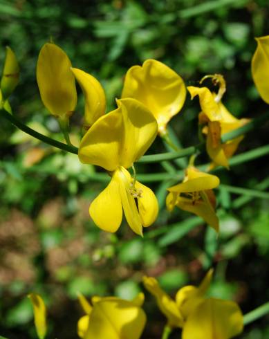 Fotografia de capa Spartium junceum - do Jardim Botânico