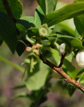 Fotografia 3 da espécie Vaccinium corymbosum no Jardim Botânico UTAD