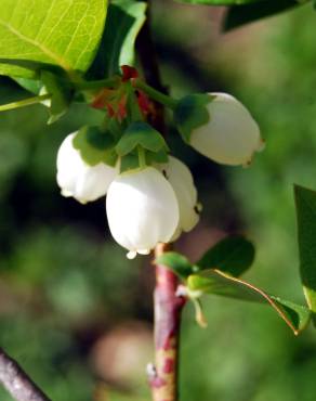 Fotografia 5 da espécie Vaccinium corymbosum no Jardim Botânico UTAD