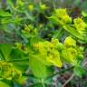 Fotografia 2 da espécie Euphorbia serrata do Jardim Botânico UTAD