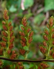 Asplenium obovatum subesp. billotii