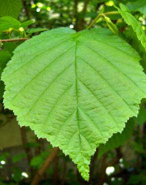 Fotografia 3 da espécie Corylus avellana no Jardim Botânico UTAD