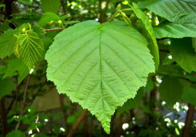 Fotografia da espécie Corylus avellana