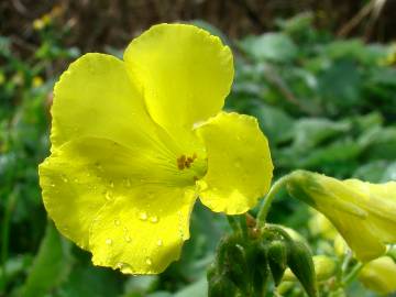 Fotografia da espécie Oxalis pes-caprae
