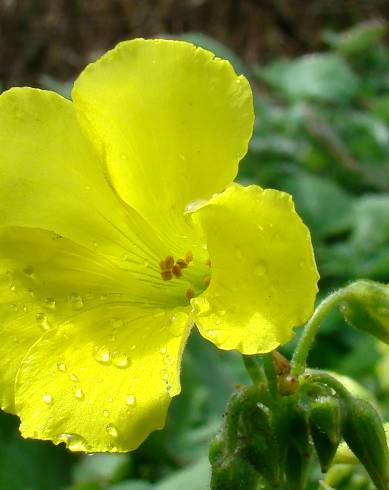 Fotografia de capa Oxalis pes-caprae - do Jardim Botânico