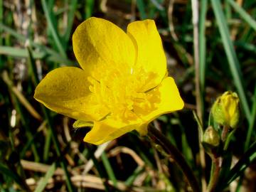 Fotografia da espécie Ranunculus ollissiponensis subesp. ollissiponensis