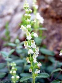 Fotografia da espécie Teucrium salviastrum