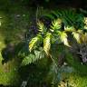 Fotografia 2 da espécie Woodwardia radicans do Jardim Botânico UTAD