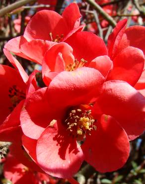 Fotografia 3 da espécie Chaenomeles japonica no Jardim Botânico UTAD