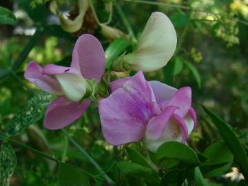 Fotografia da espécie Lathyrus latifolius