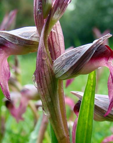 Fotografia de capa Serapias lingua - do Jardim Botânico