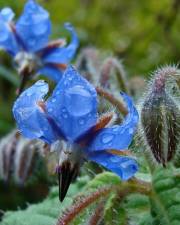 Fotografia da espécie Borago officinalis