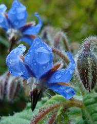 Borago officinalis