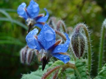 Fotografia da espécie Borago officinalis