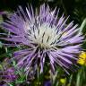 Fotografia 3 da espécie Galactites tomentosa do Jardim Botânico UTAD