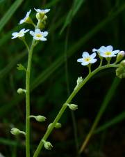 Fotografia da espécie Myosotis debilis