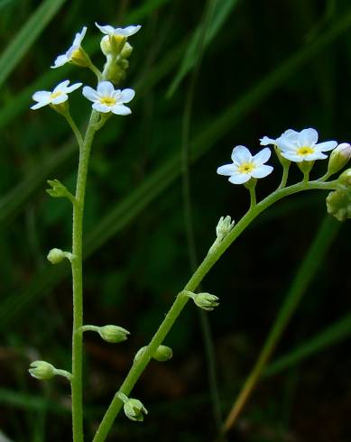 Fotografia de capa Myosotis debilis - do Jardim Botânico