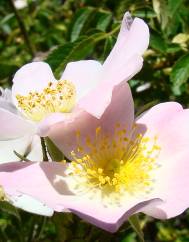 Rosa blondaeana