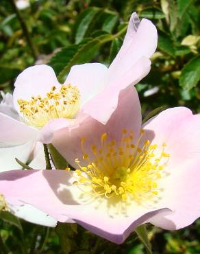 Fotografia 1 da espécie Rosa blondaeana no Jardim Botânico UTAD