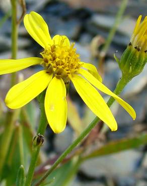 Fotografia 1 da espécie Senecio pyrenaicus subesp. caespitosus no Jardim Botânico UTAD