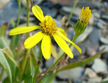 Fotografia da espécie Senecio pyrenaicus subesp. caespitosus