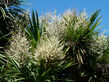 Fotografia da espécie Cordyline australis