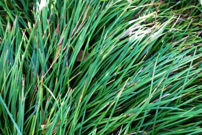 Fotografia da espécie Ophiopogon japonicus