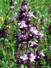 Fotografia da espécie Thymus pulegioides