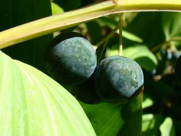 Fotografia da espécie Polygonatum odoratum