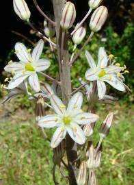 Fotografia da espécie Drimia maritima