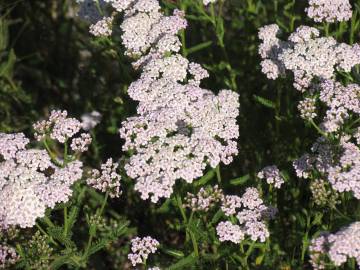 Fotografia da espécie Achillea millefolium subesp. millefolium