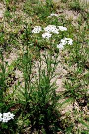 Fotografia da espécie Achillea millefolium subesp. millefolium