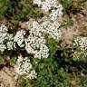 Fotografia 4 da espécie Achillea millefolium subesp. millefolium do Jardim Botânico UTAD