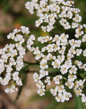 Fotografia 5 da espécie Achillea millefolium subesp. millefolium no Jardim Botânico UTAD