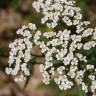 Fotografia 5 da espécie Achillea millefolium subesp. millefolium do Jardim Botânico UTAD