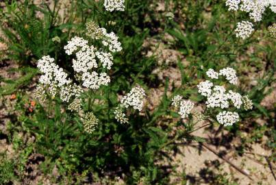 Fotografia da espécie Achillea millefolium subesp. millefolium